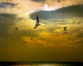 Gulls flying into the Sunset by Laguna Beach in California - A Fine Art Photograph