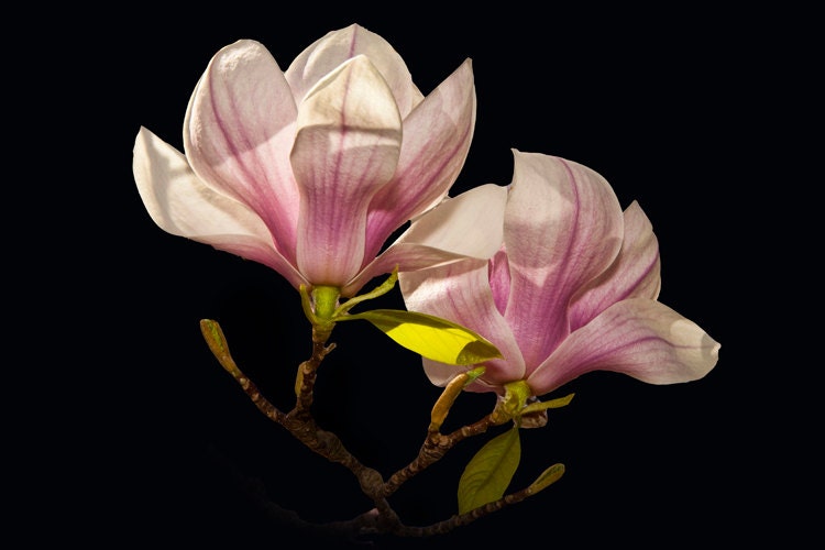 Magnolia Tree Blossoms No. 040 - A Fine Art Photograph