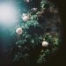 Ophelia's Flowers II. - 8x8 Fine Art Photograph. Nature, dark tones, lomography, soft focus, romantic. Home decor