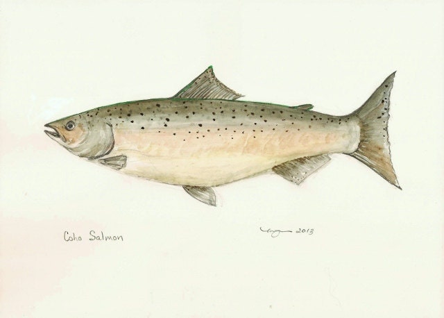 Coho Salmon, Print of Watercolor Painting, 8"x10"