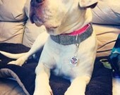 Pit Bull Rescue keychains