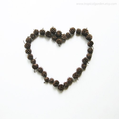 Seed Collection No.1 - 8'x8' Fine Art Photograph - Love(Pinecones)