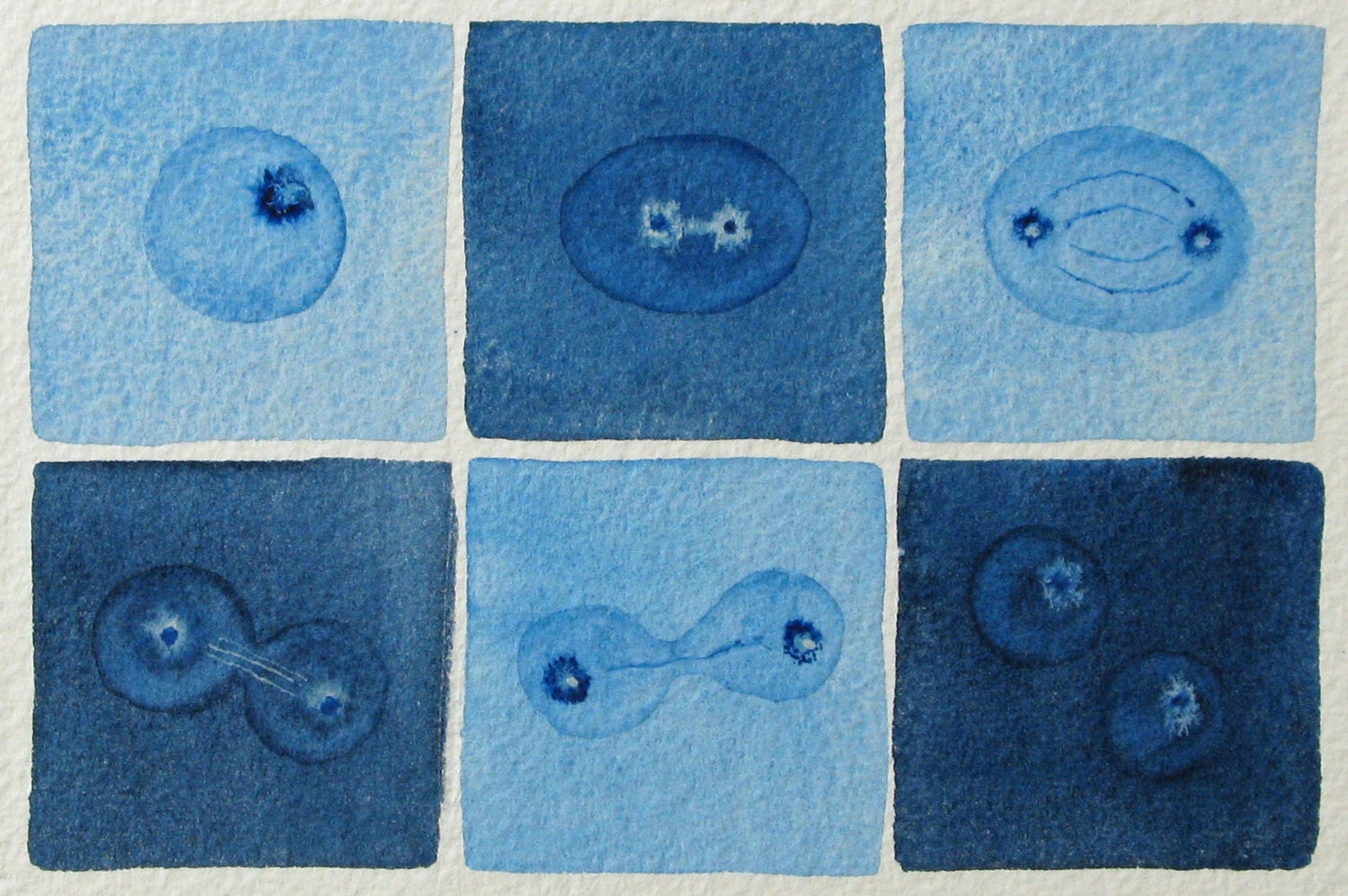 Mini Blue Mitosis 9  - original watercolor - cell cycle