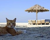 Fragrance for Dogs - Cats - Eco Friendly Biodegradable ph Balanced Veterinarian/Professional Groomer Recommended Cute Pets