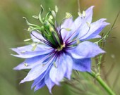 Love-In-A-Mist, Nigella Flower Seeds