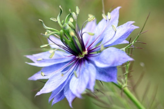 Loveinamist Flowers on Loveinamist Nigella Flower Seeds By Moonlightmicrofarm On Etsy