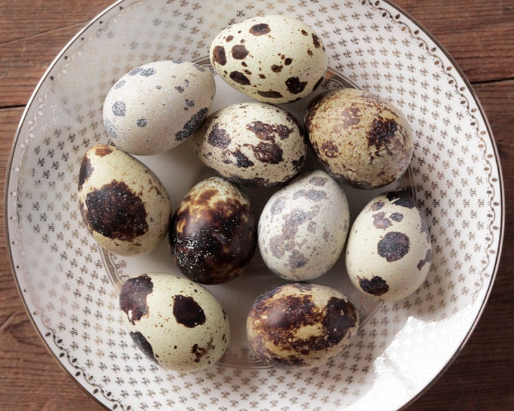 Quail Eggs - 10 Beautiful Speckled Eggshells - smilemercantile