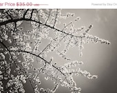 SALE 30% OFF Black and While Nature Photography: Balmy days 8x12 Fine Art Photography Flowering tree Branches
