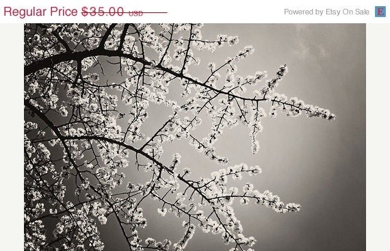 SALE 30% OFF Black and While Nature Photography: Balmy days 8x12 Fine Art Photography Flowering tree Branches