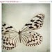 SALE 30% OFF Butterfly Print: le papillon 5x5 Fine Art Photography wall art decor Black and White Butterfly macro