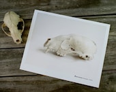 Native Species Series Raccoon Skull 8 x 10 Color Photo Archival Ink