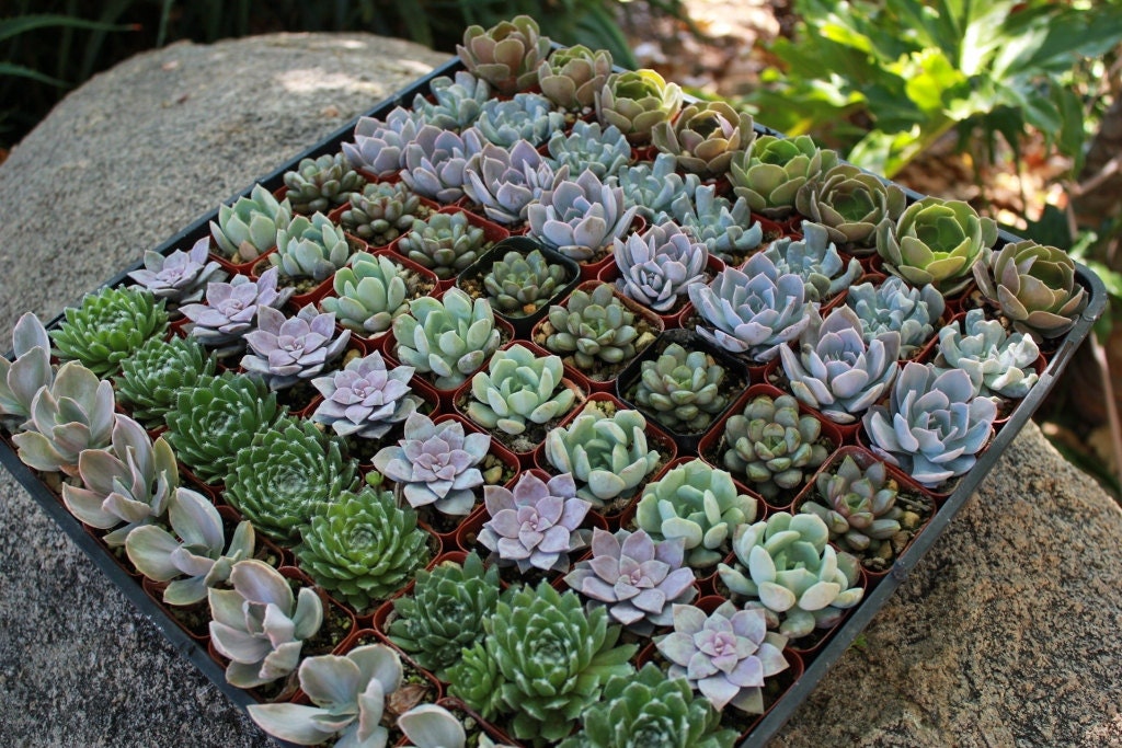 160 Wedding Succulent ROSETTE ONLY collection of Beautiful Succulents great as Party Gift Favors