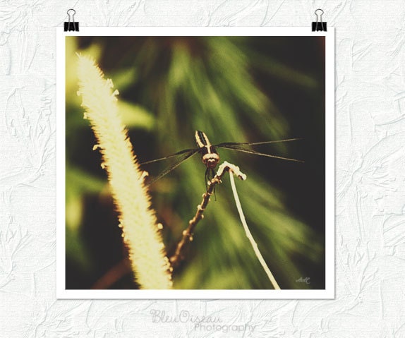 Dragonfly photograph, nature print, 12x12 fine art print