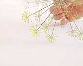 Delicate Dill Blossom photograph kitchen print minimal yellow  green herb