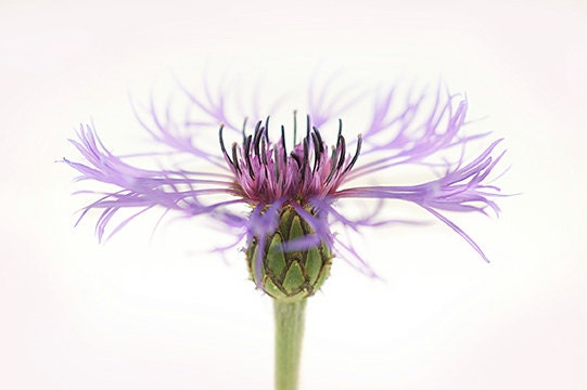 nature photography purple minimal white background bachelor button
