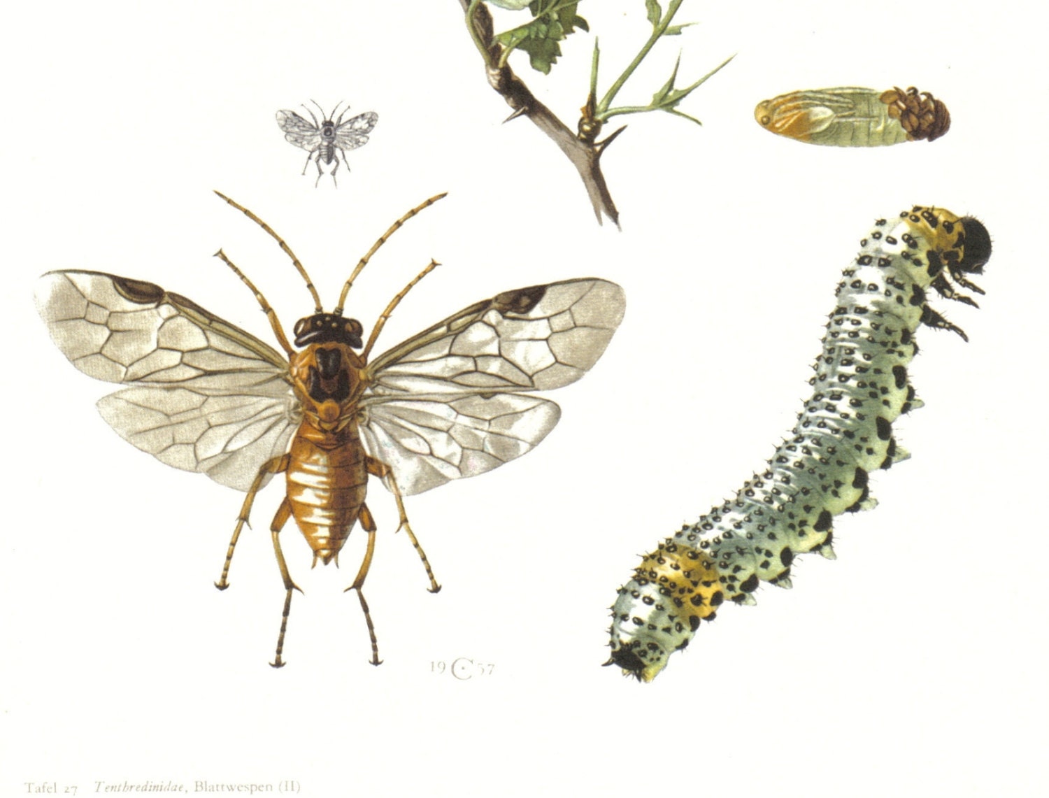 1957 Green Sawfly, Yellow Gooseberries Fly Vintage Offset Lithograph to Frame