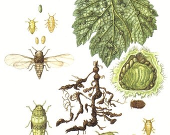 1956 Grape Wine Louse or Grape Phylloxera Vintage Offset Lithograph to Frame