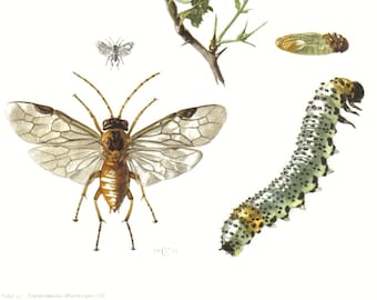 1957 Green Sawfly, Yellow Gooseberries Fly Vintage Offset Lithograph to Frame