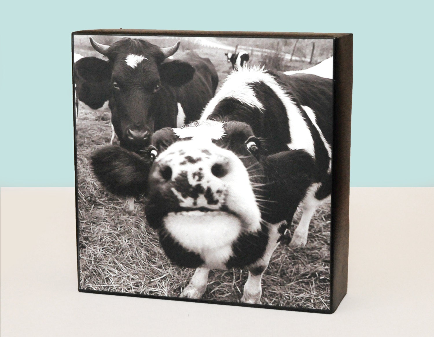 Cow, nature photography, Photo block, 5x5, wood, office, home, farm animal, funny, silly, fun, for you or the cow afficianado in your life
