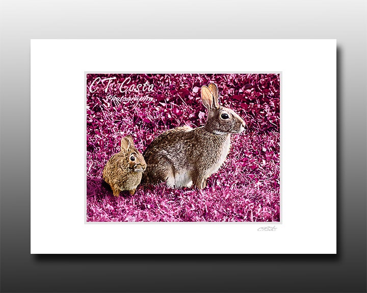 Bunny photography, rabbit art, nursery wall decor, Signed Matted Print, Fits 5x7 inch frame