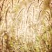Nature Photography, Golden Mustard Yellow Field, Sunshine, Gold, Women, Soft, Amber, Green Nature Print.