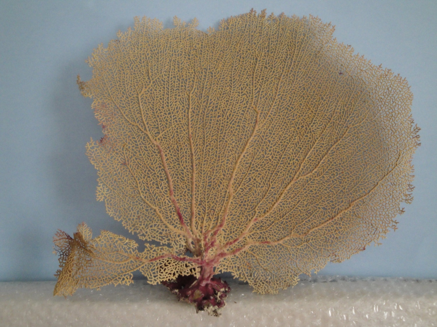 14.2"x 12" Pink Sea Fan Fish Tank Seashells Reef Coral