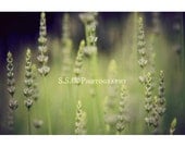 Nature photography. Landscape. Green Grass. Meadow. field. spring photo. lavendar blooming. soft dreamy art. natural home decor. peaceful