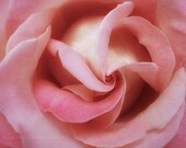 Look deep into nature- pink rose floral print- summer pink rose- floral wall art- wall decor- rose decor-