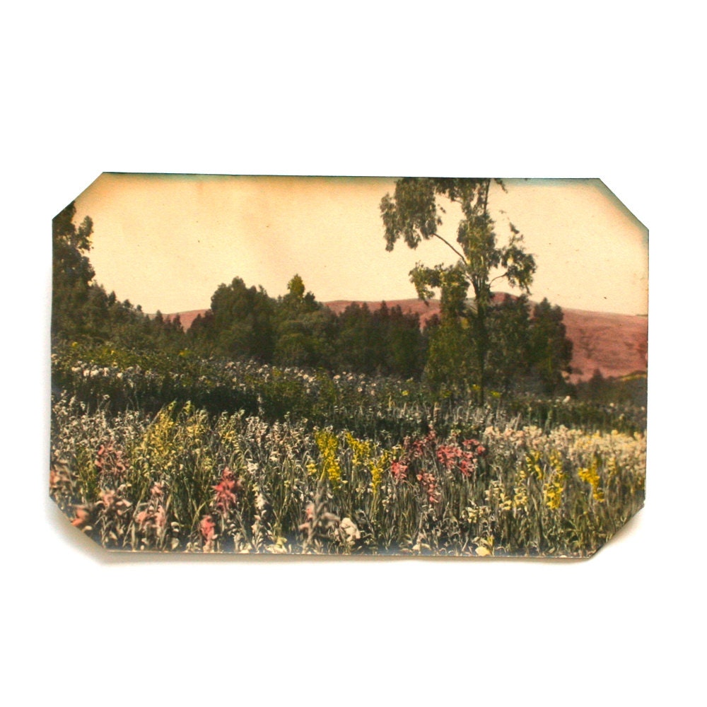 1920 Landscape Photograph Hand Tinted / Green Ivory Yellow Pink / Daisy