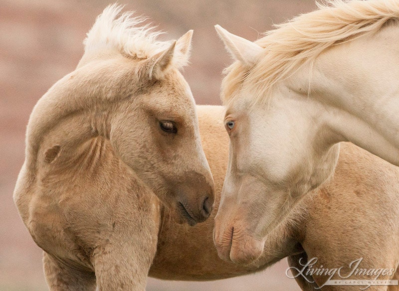 Pale Brothers - Fine Art Wild Horse Photograph