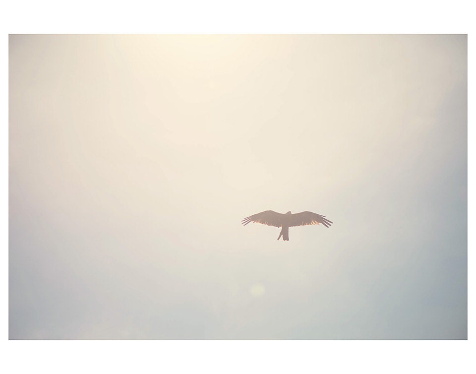 birds flying photo print - whimsical fine art animal photography, nature, sky, silhouette, mint, green, wings, feathers - 14x11