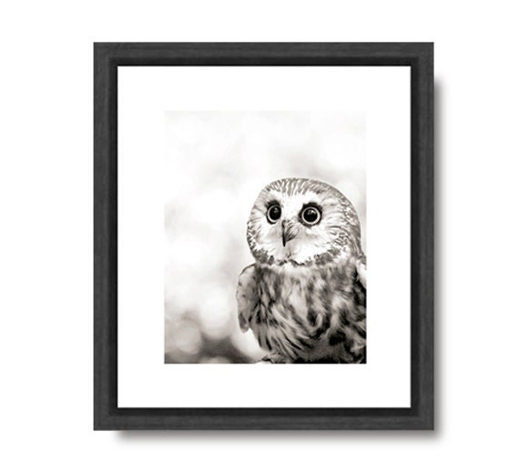 Cute Owl photo, black and white, woodland, animal, saw-whet owl, nature, wildlife, owl print, owl picture