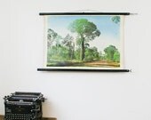 ON SALE Vintage Pull Down Chart, Geography Chart, Tree in Australia, Queensland