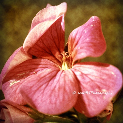 For You-04 Flower 8"x8" Fine Art Wall Decor Photograph For Modern Cafe Bar Pub Hotel Restaurant Nursey Home Office