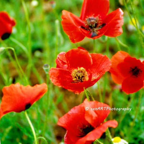Red Poppies 8"x8"  Fine Art Wall Decor Photograph For Modern Cafe Bar Pub Hotel Restaurant Nursey Home Office