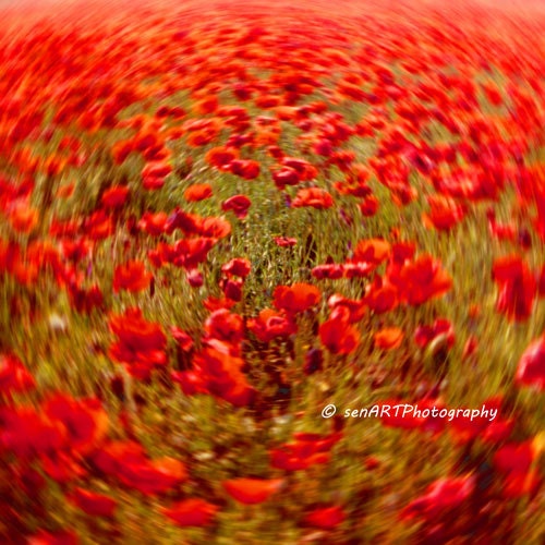 Red Strom 8"x8" Fine Art Wall Decor Photograph For Modern Cafe Bar Pub Hotel Restaurant Nursey Home Office