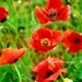Red Poppies 8"x8"  Fine Art Wall Decor Photograph For Modern Cafe Bar Pub Hotel Restaurant Nursey Home Office