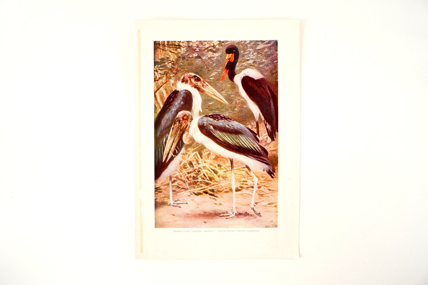 Vintage / Antique Maribou Stork and African Jabiroj Bird Book Plate Engraving 1 (c.1900s) - Collectible, Home Decor, Ocean Art