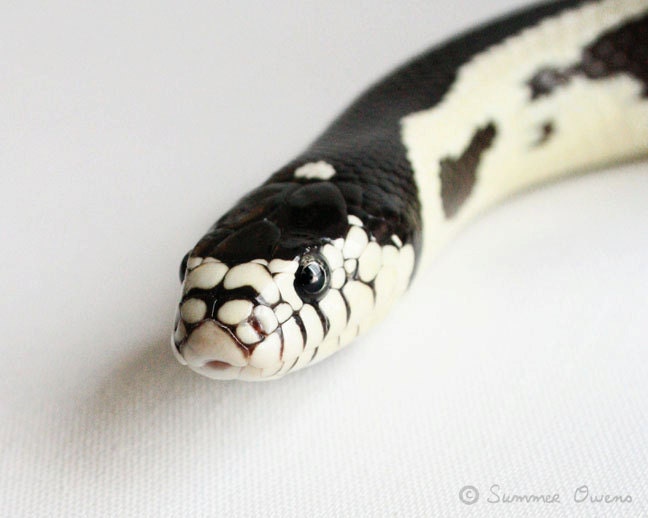 Snake Photography - California King Snake - Black and White Photograph - 8x10 Fine Art Photo Print