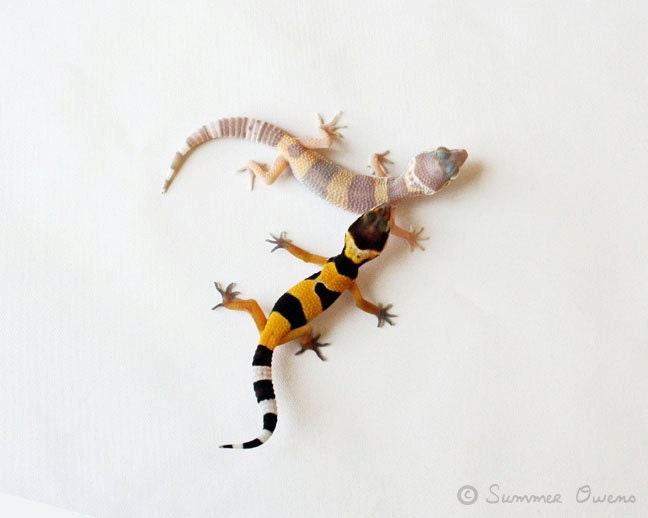 Lizard Photography - Exotic Baby Leopard Geckos Reptile Photograph - 8x10 Fine Art Photo Print