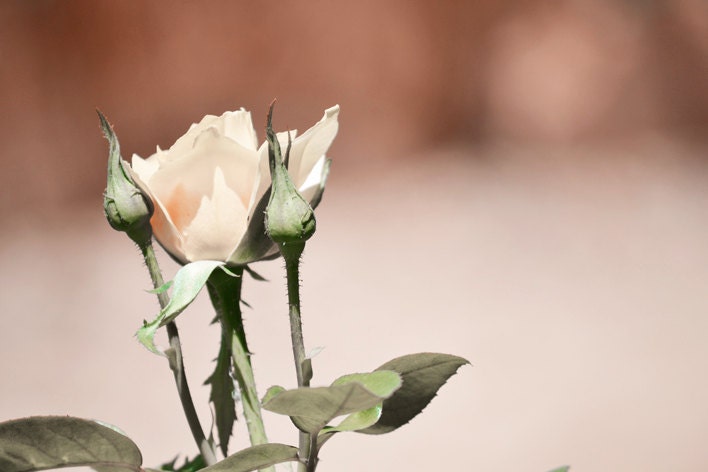 Rose Nature Photography Print 11x14 Fine Art Peach Pink Flower Floral Pastel Romantic Landscape Photography Print.