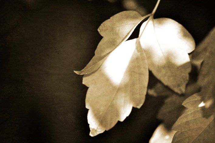 Maple Leaf Nature Photography Print 11x14 Fine Art Autumn Sepia Tree Leaves Wilderness Landscape Photography Print.
