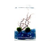 FREE 2nd Marimo Ball included: Marimo Moss Ball Rectangular Aquarium / Terrarium - 11 colors available