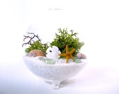 Modern Beach Globe Lichen / Moss Terrarium: White or Black Sand