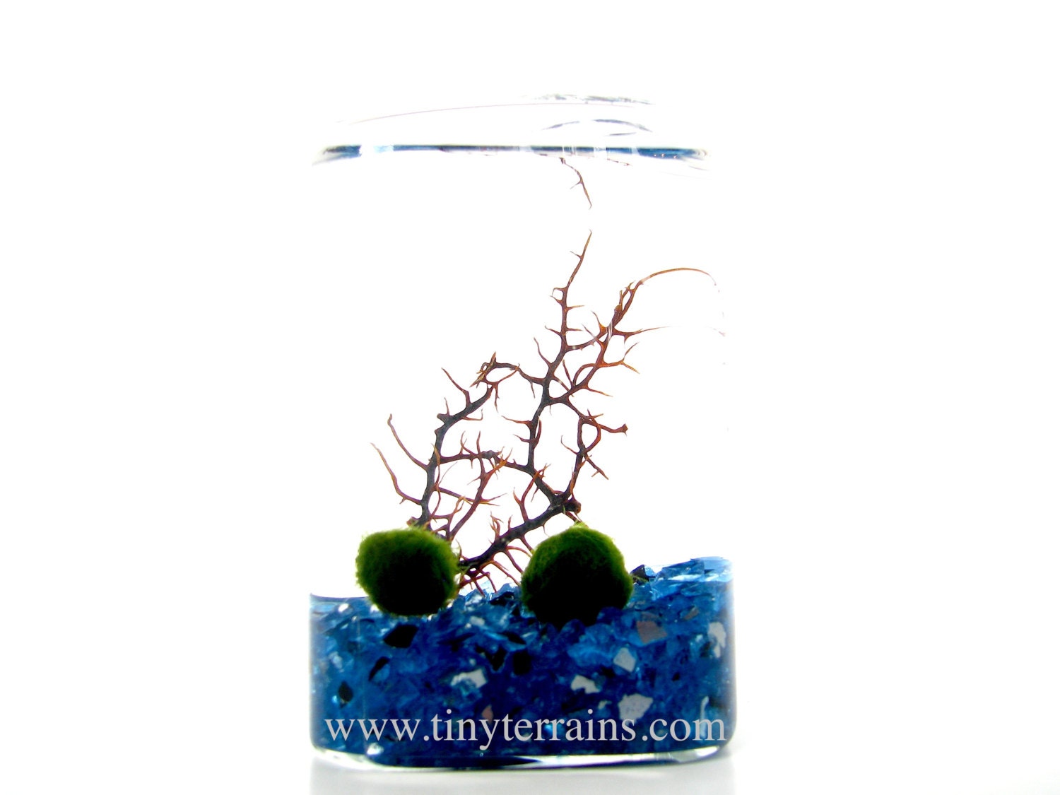FREE 2nd Marimo Ball included: Marimo Moss Ball Rectangular Aquarium / Terrarium - 11 colors available
