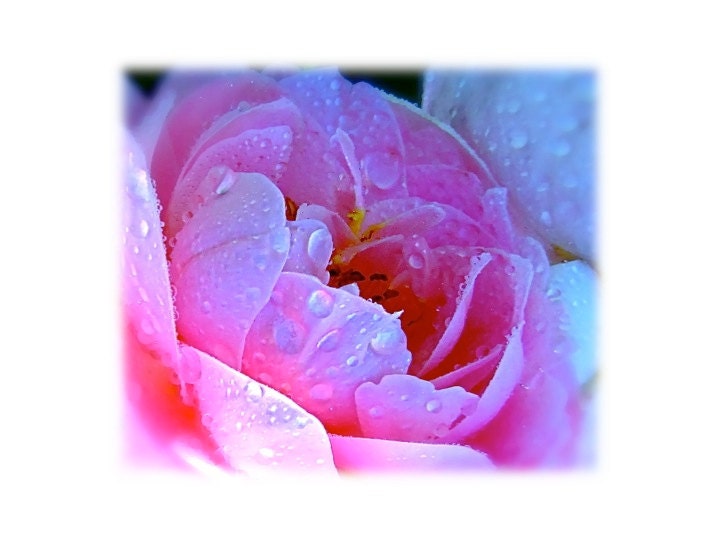 Flower Nature Photography 'Cup of Dew' Abram Darby Pink dew drops pastel pink magenta white Monaco Blue Cabbage Rose