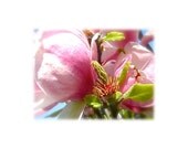 Flower Nature Photography 'Pink & White Magnolia' blossoms white green blue sky flowering trees