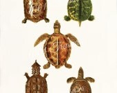 Antique Turtle 1 Art Print - 5 x 7 - Turtles