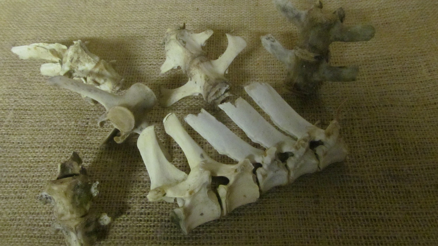 Animal Vertebrae mixture Sheep Fox Badger for art and craft UK