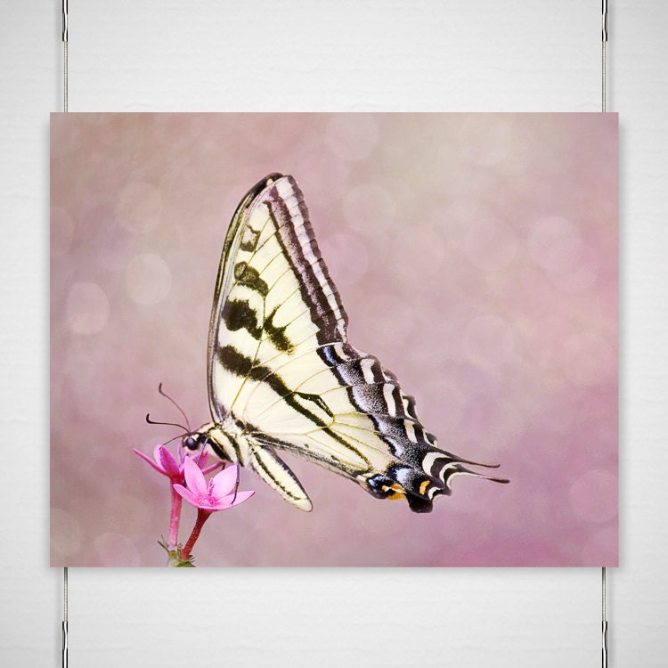 Butterfly Nature Photography - 8x10 photograph print - delicate dreamy pink nursery girl's bedroom decor 'Must Be Dreaming'
